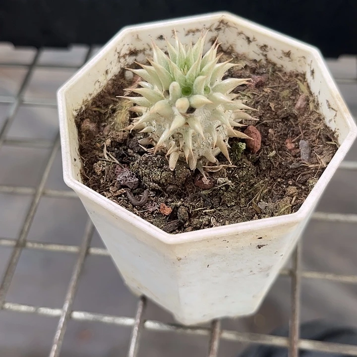 我也不知道我为什么要这样