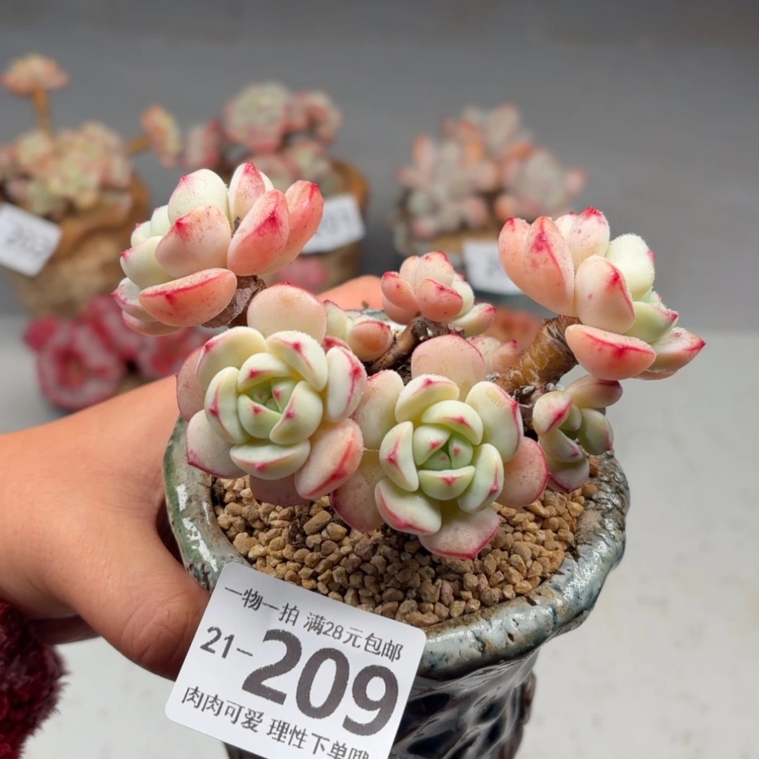 白底香草无盆土发货