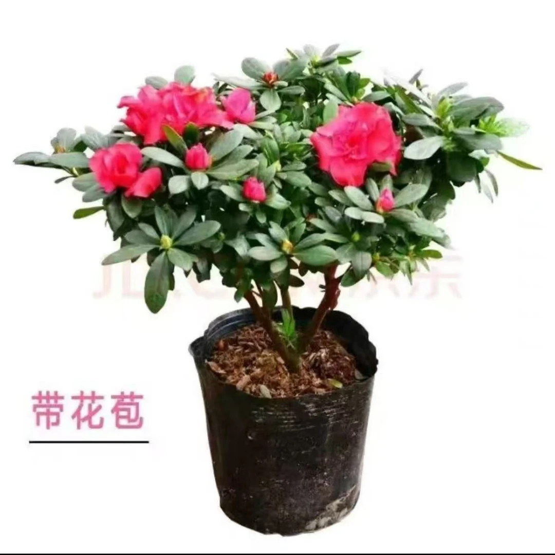 四季开花杜鹃花盆栽室内地栽好养植物