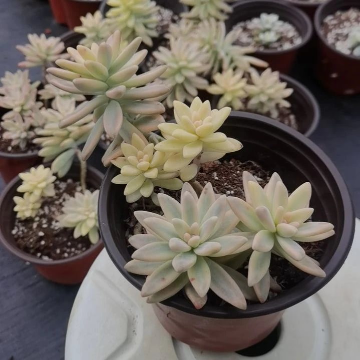 秋丽白覆轮锦群（景天科）