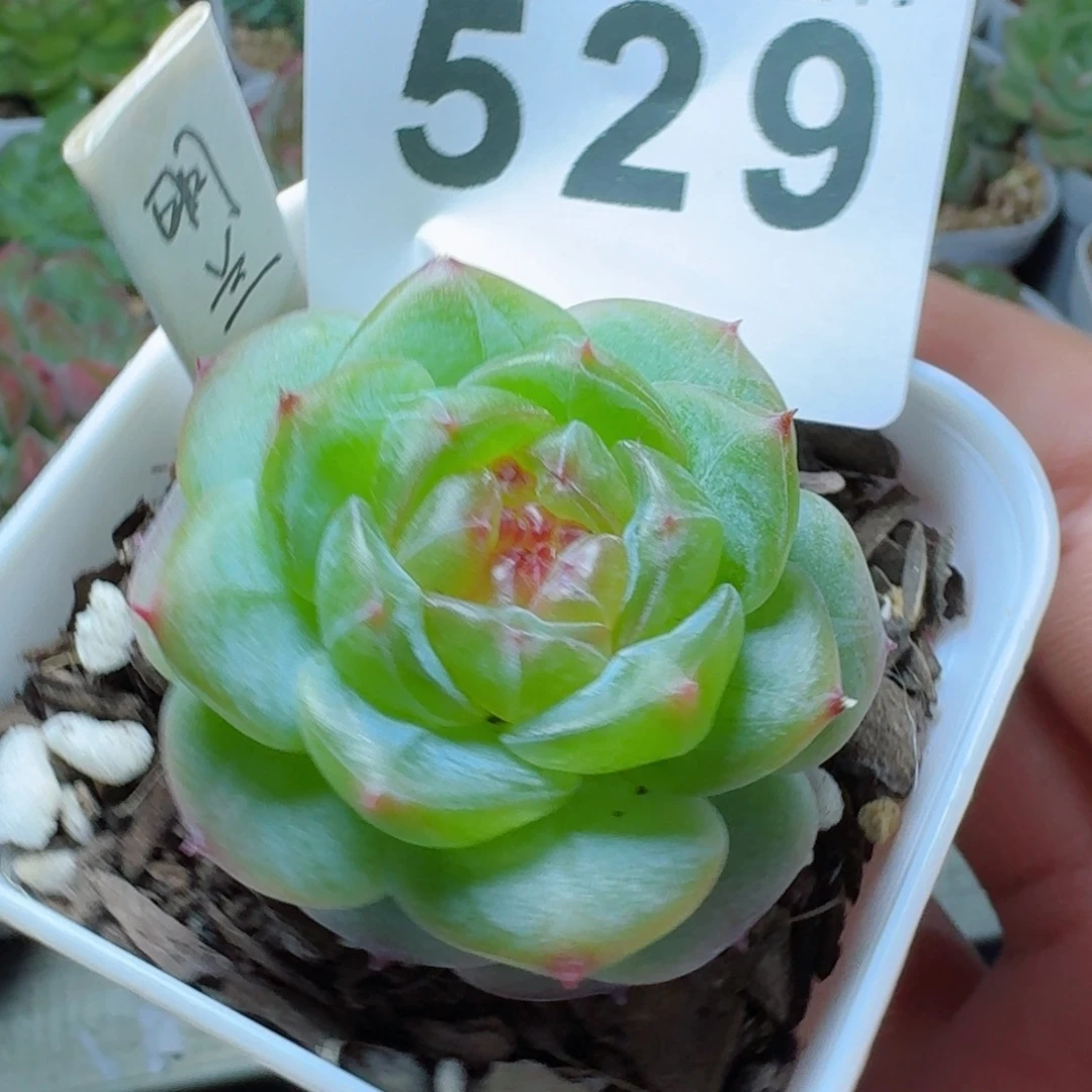 明兰        平安福寿多，财运福运走上坡