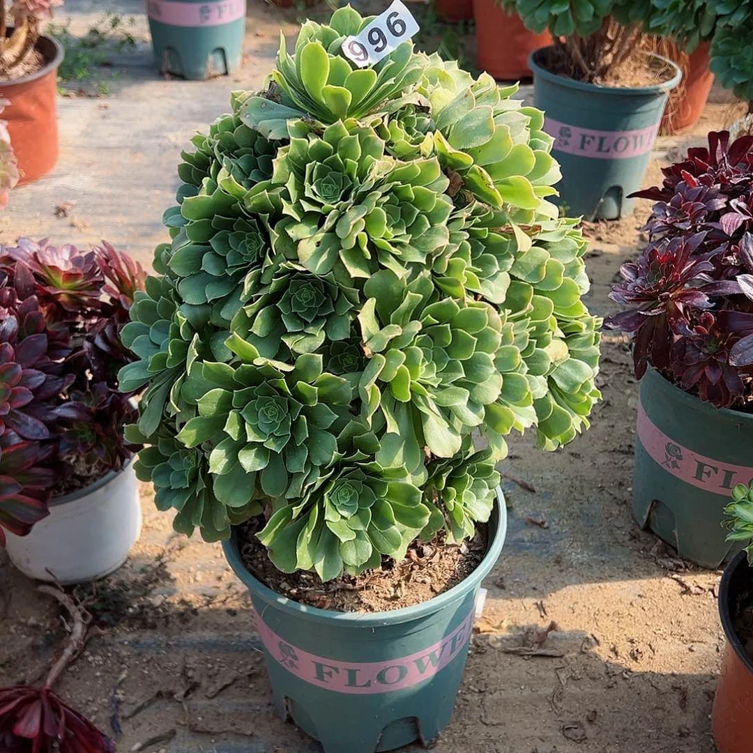 紫砂茶宠绿羊绒老桩996