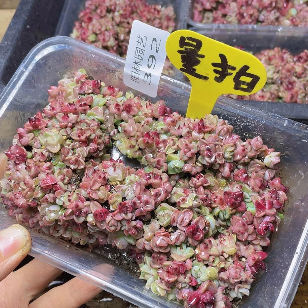 量拍多肉植物多肉植物392