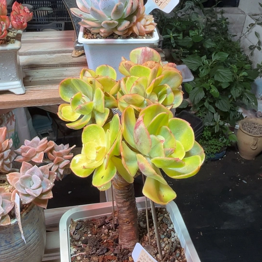 夕阳牡丹锦多肉植物fuzejunm