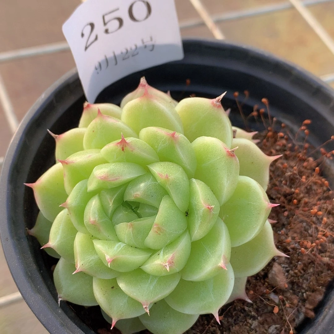 【闪购商品】云250号