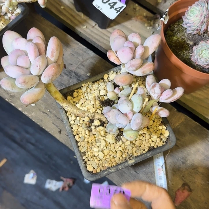 桃蛋371 多肉植物一物一拍