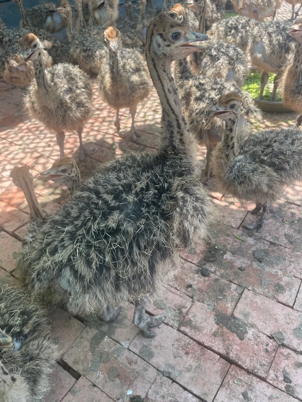 疫苗齐全 宠物 文鸟 顺丰包邮到家