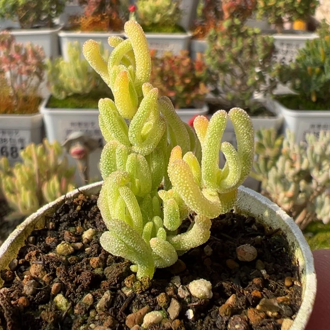 31-781枝干番杏不知名五圆盆一物一拍