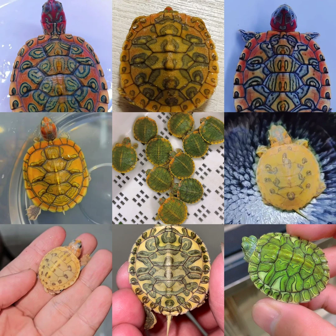 富龟轩观赏变异巴西龟