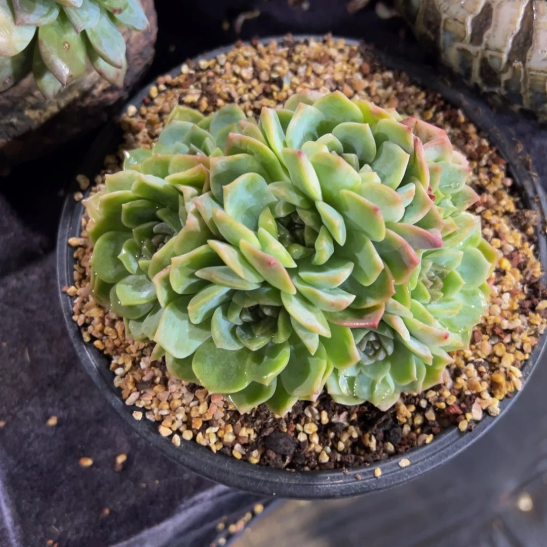 梦幻泡影9头天天开心