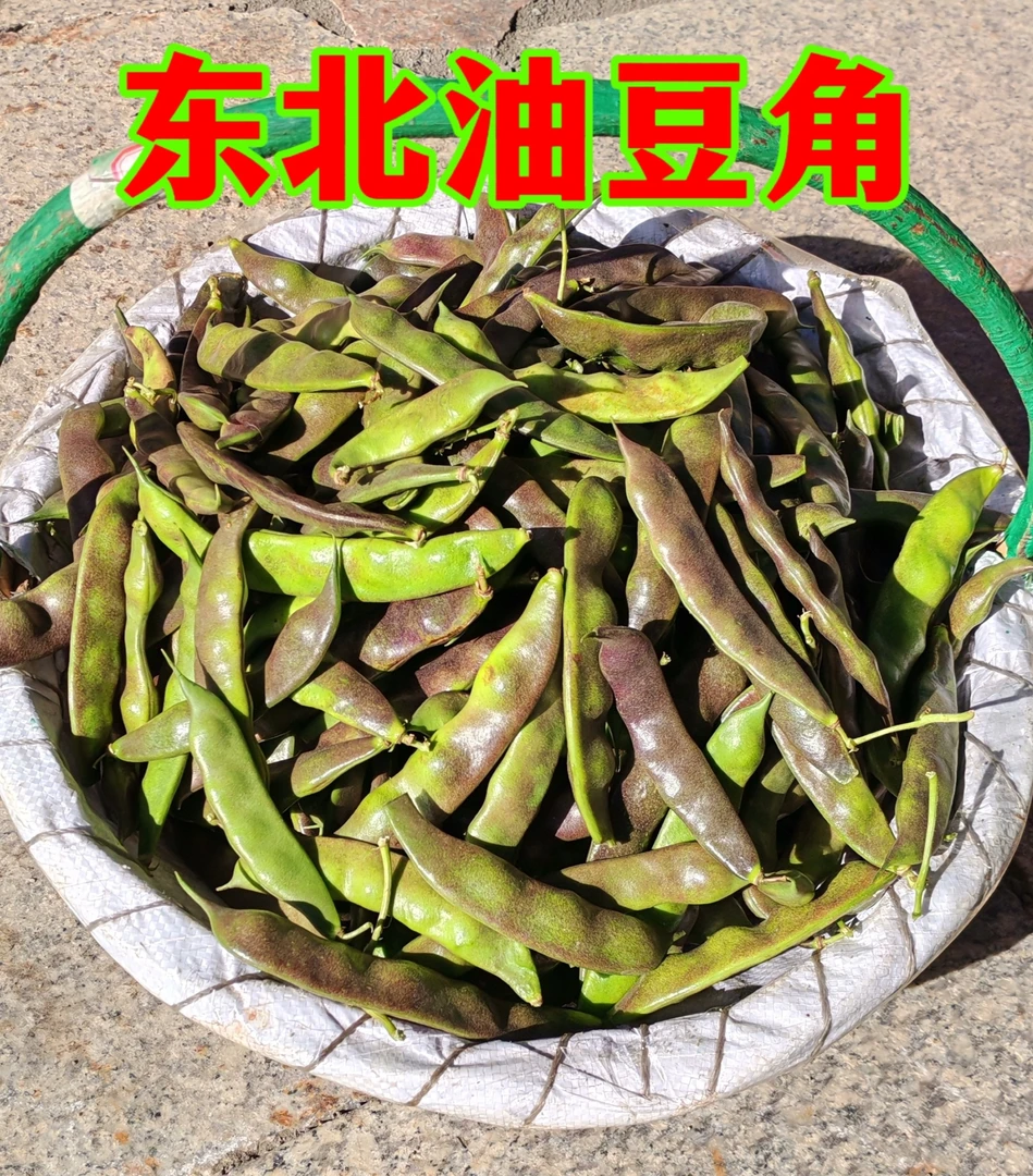 【紫花油豆顺丰】东北农家小菜园大小直弯斑点虫眼都有介意别买