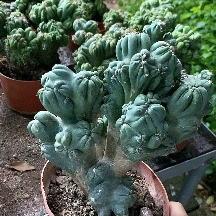 花花草草花花草草