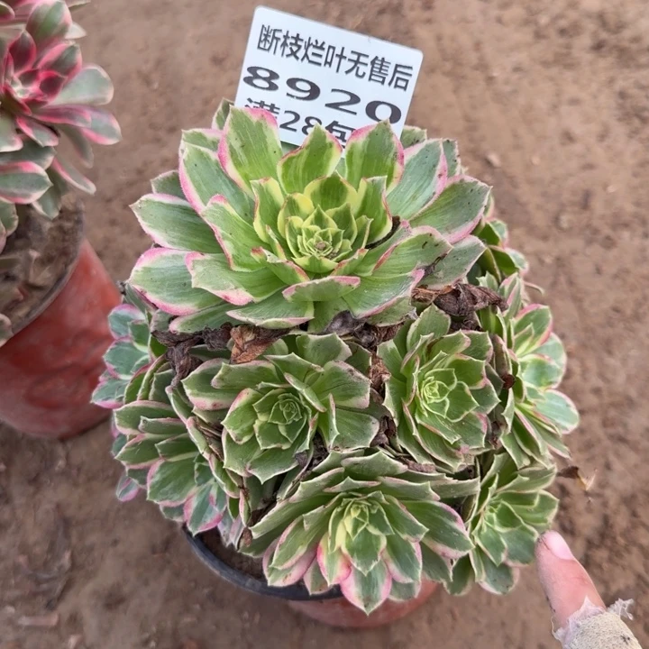 8920二号棚水蜜桃C