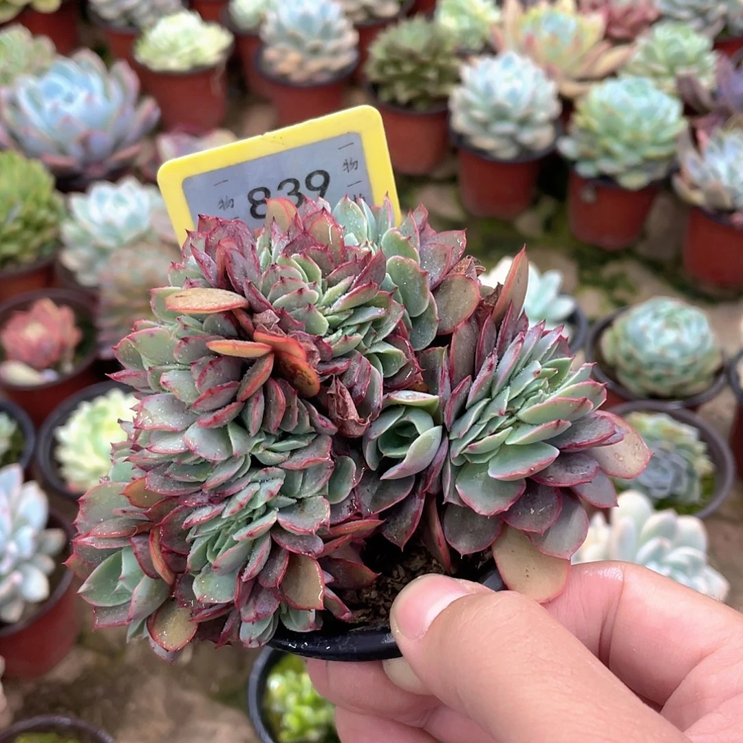 龙***森839号多肉植物组合