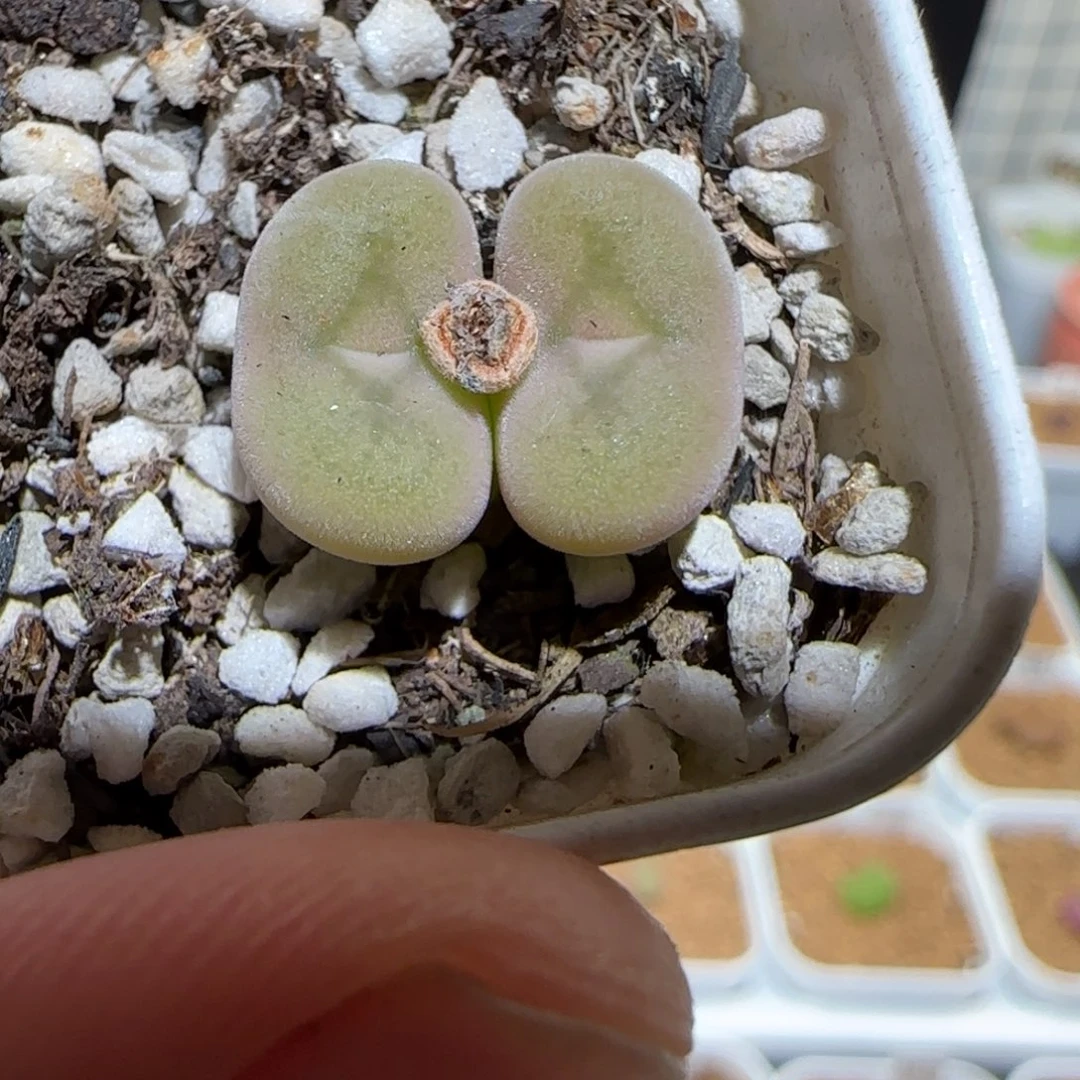 肉锥多肉植物百科-空卡佛68