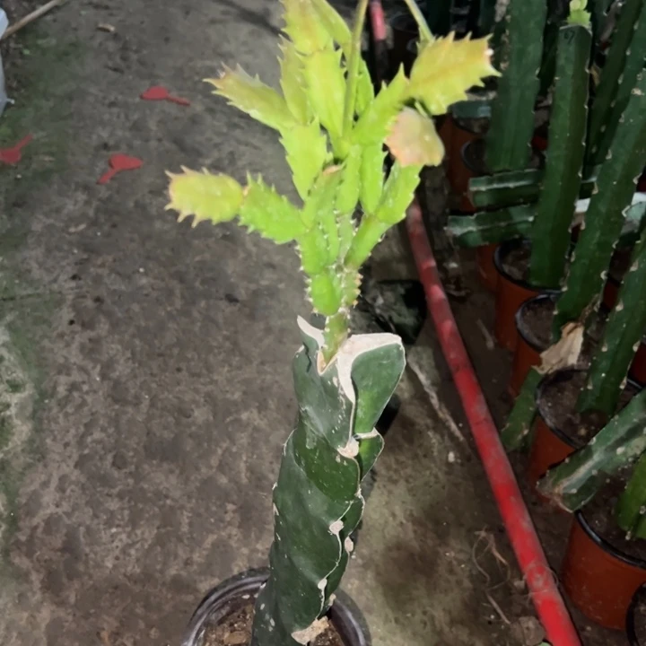 青***鹏当前无花栽培后可以开花泽娜550