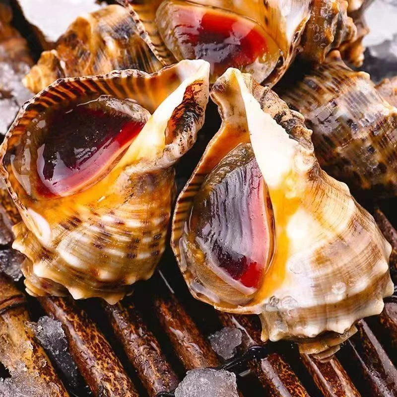 东港当地海螺（7-9头/斤）顺丰冷链发货（紫色粘液属正常现象）