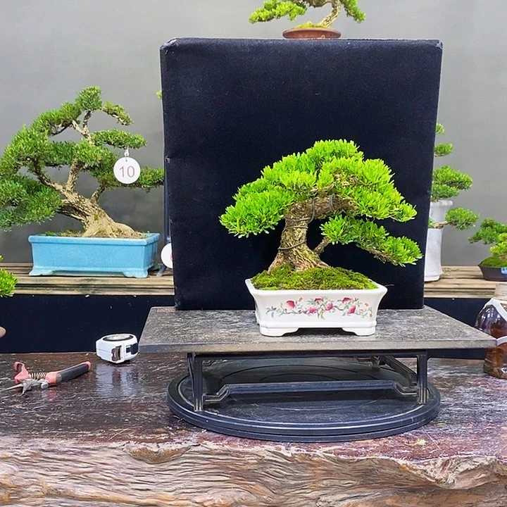 无花朵m黄杨盆景四季常青