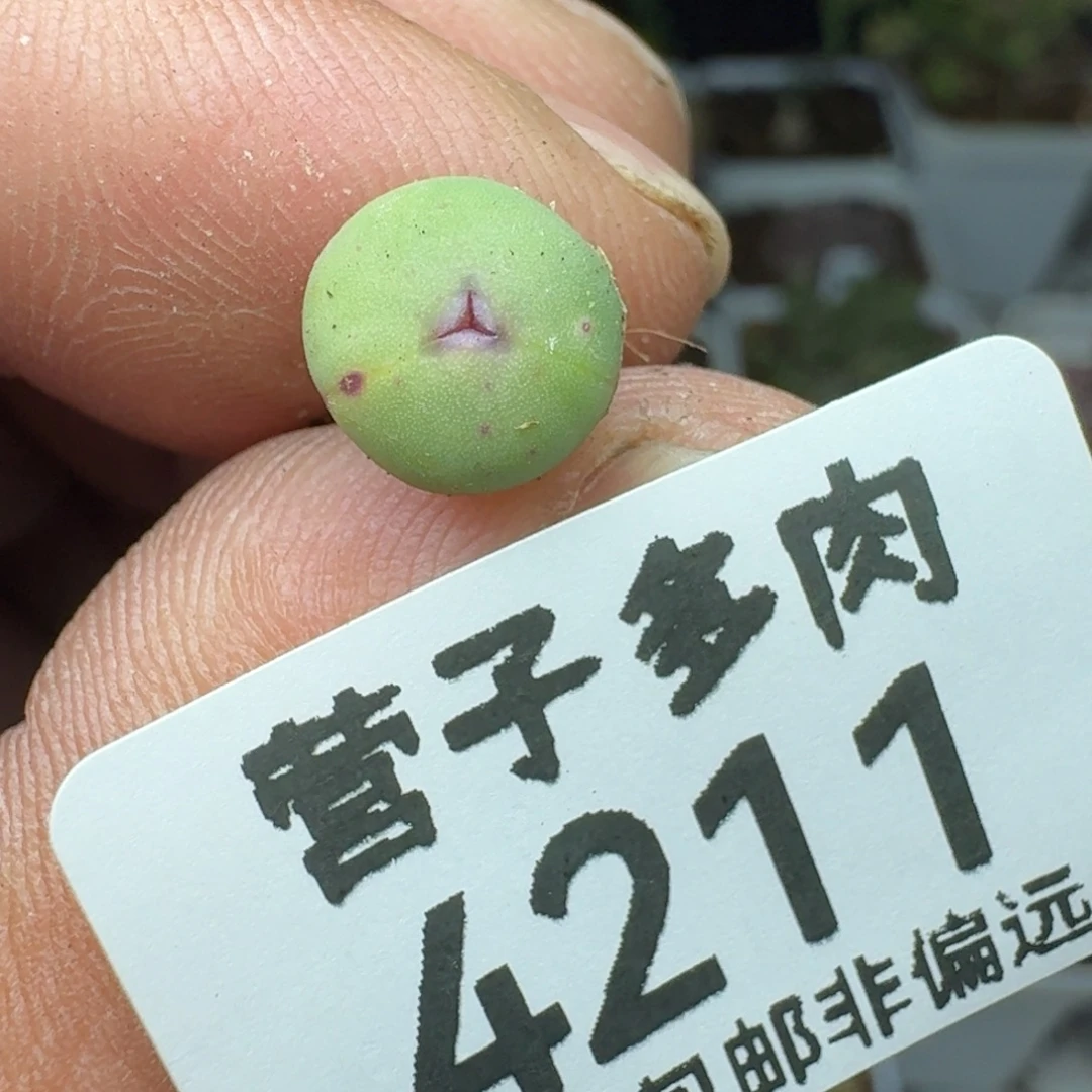 红嘴奔