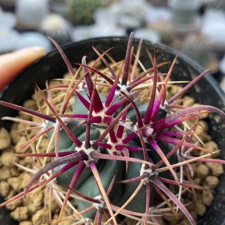 红刺金冠龙        实生根