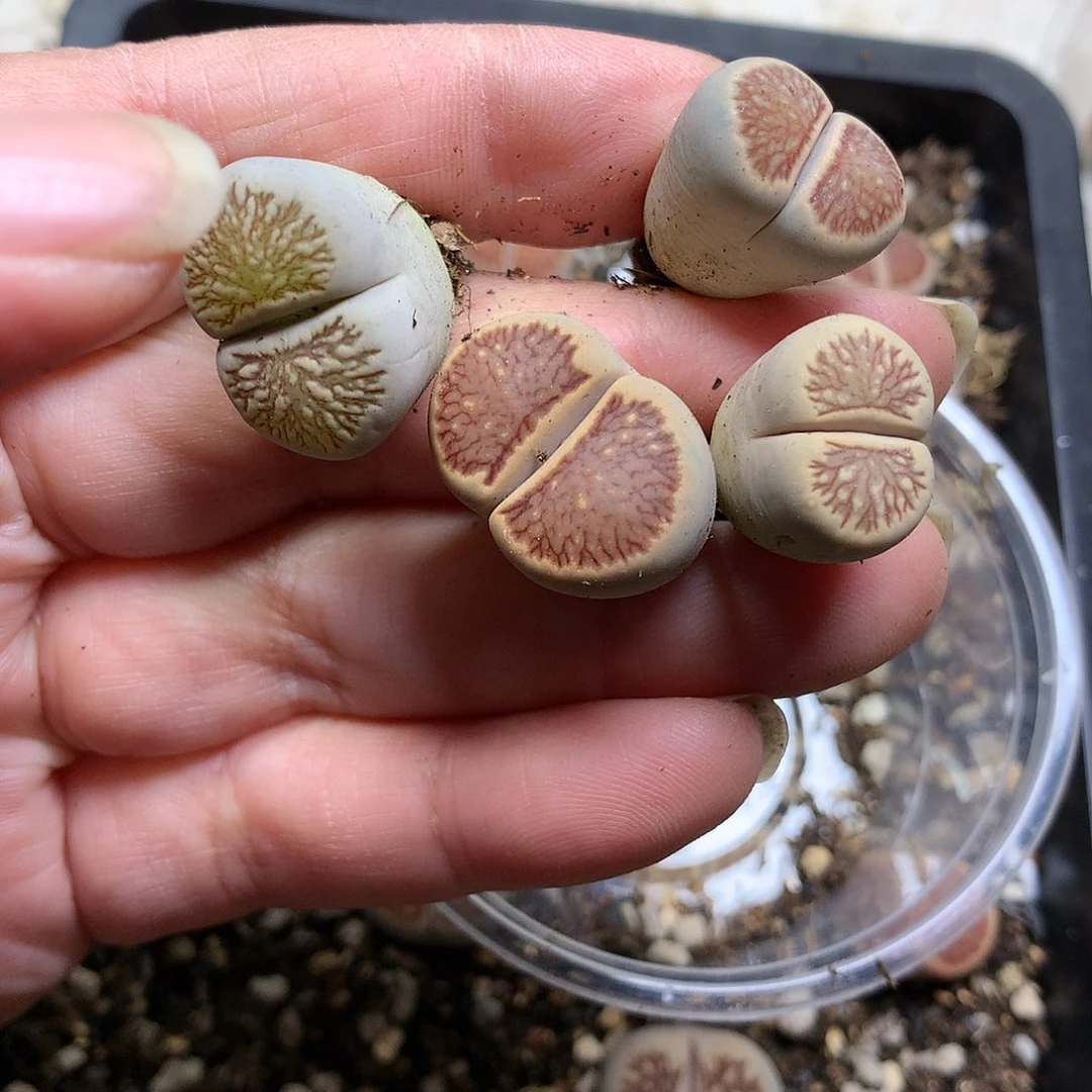 浮***白K434多肉植物保护