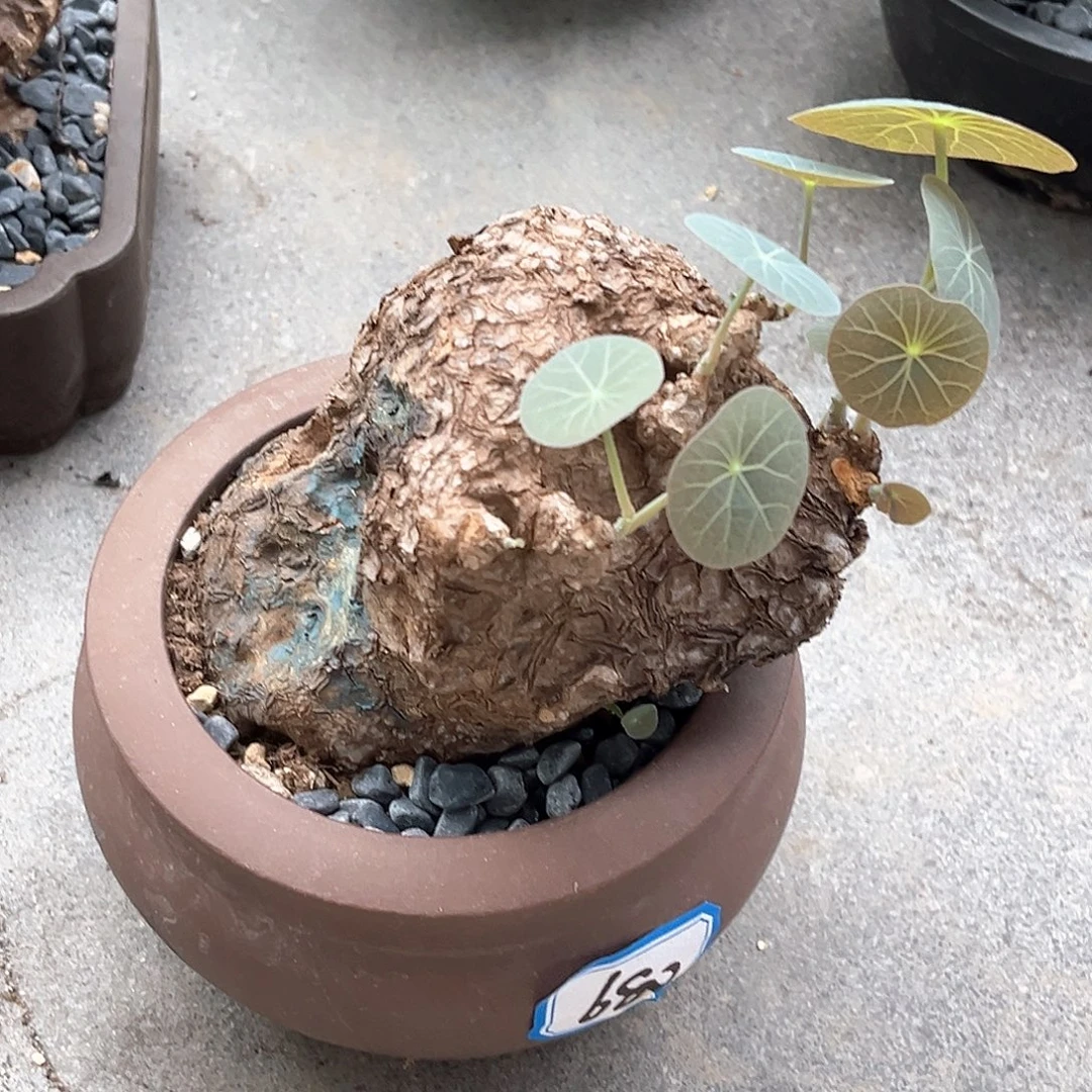 潮流植物一叶龟，丑萌款