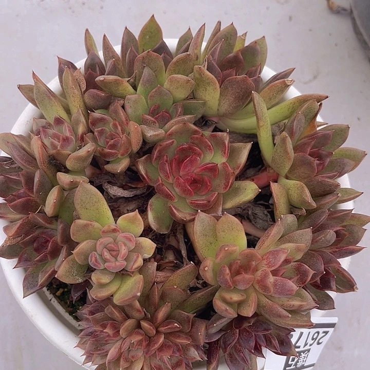黑曼巴带缀26174多肉植物