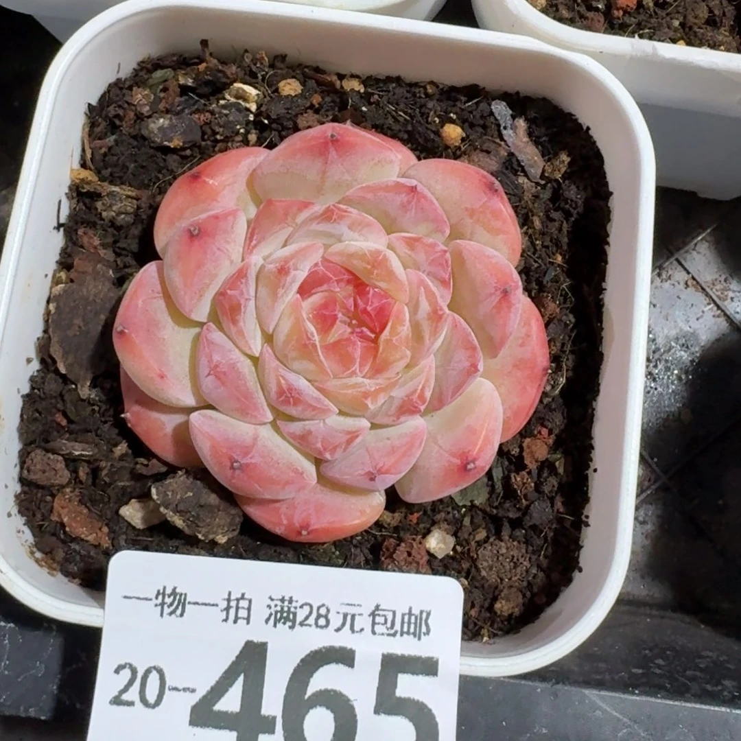 七仙女无盆土发货无盆