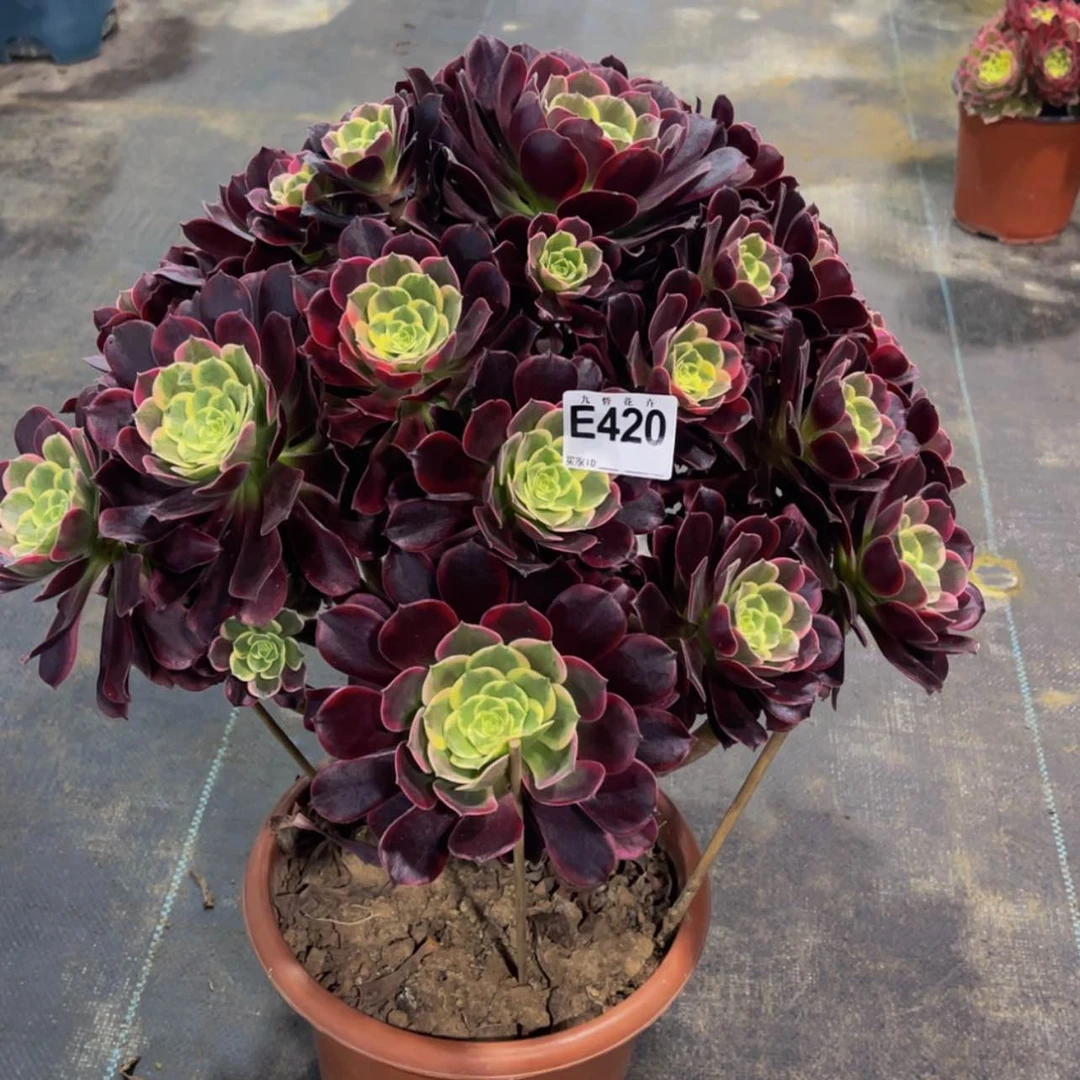 【闪购商品】42000