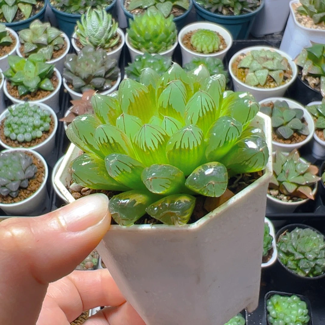 红丝玉露多肉多肉多肉一颗