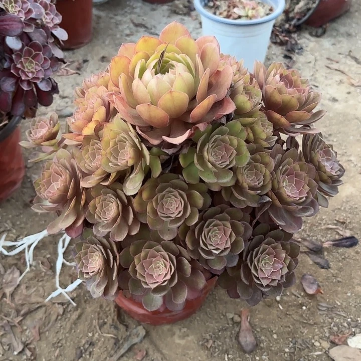 多肉植物法师桃花石1