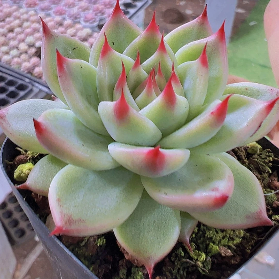 托斯卡19包邮多肉植物