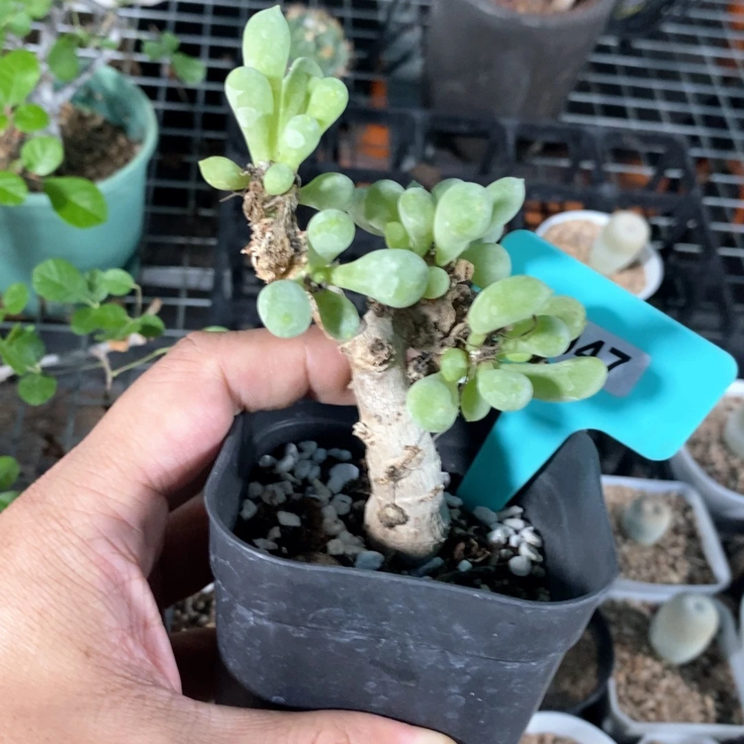 卡拉菲厚炖菊多肉植物