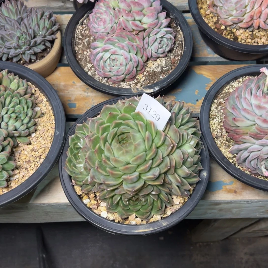 可***头3129多肉多多发