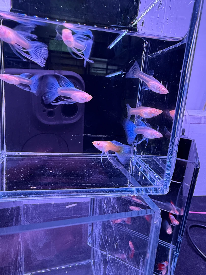 天空蓝缎带大C飞船耳（公） 母鱼普通体 母鱼3-4cm公鱼2-3cm 热带鱼