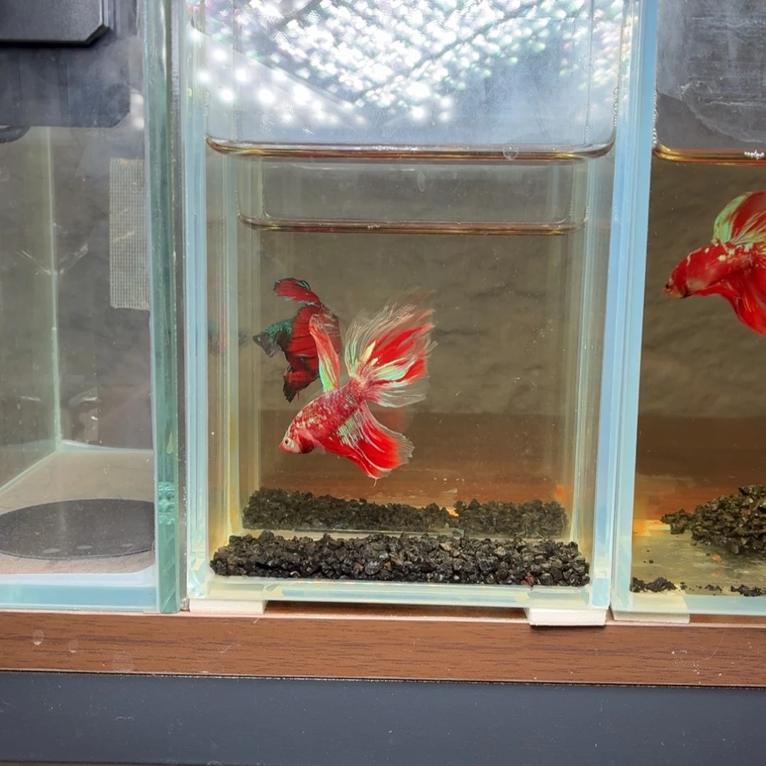 斗鱼彩金半月公鱼