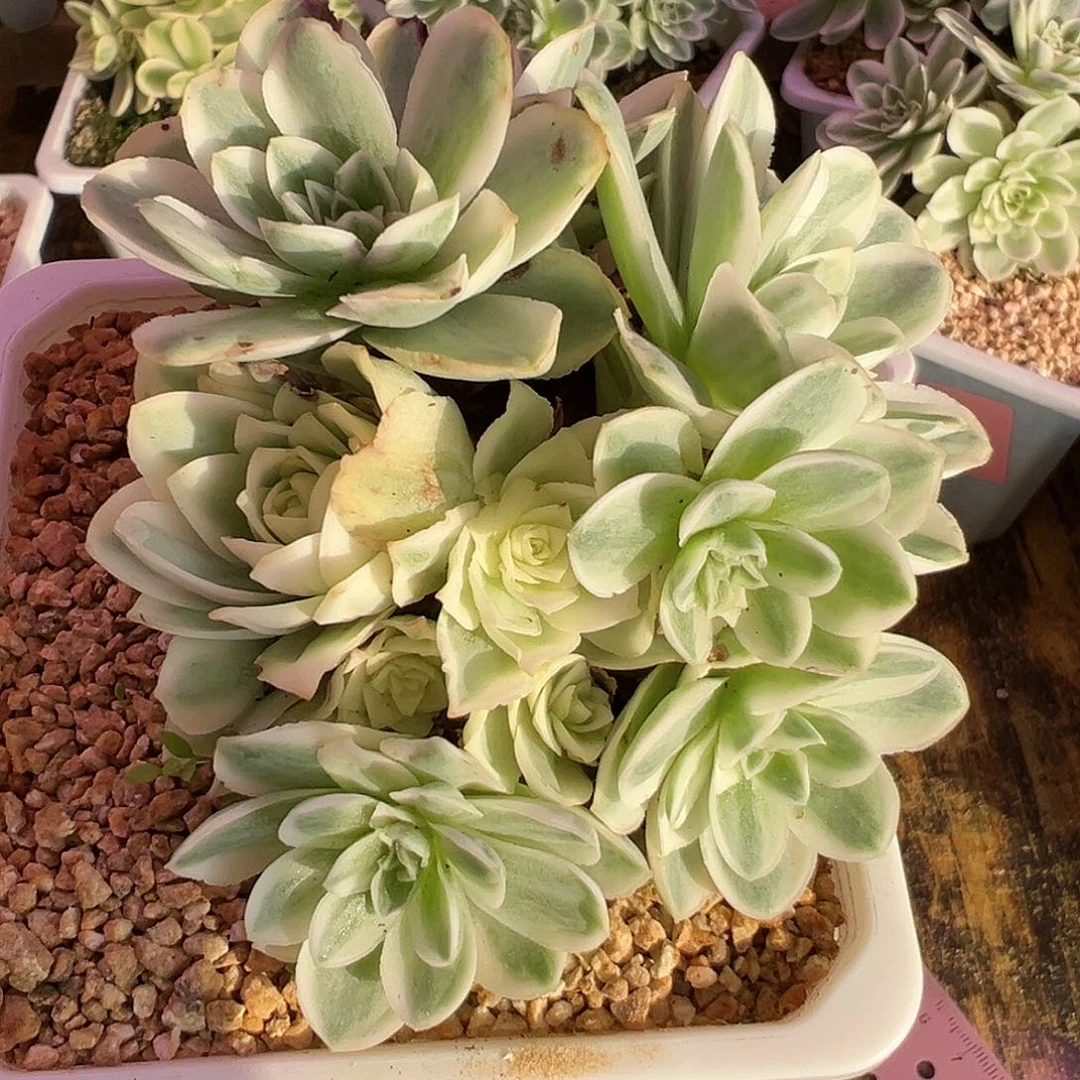 山地玫瑰锦秋夕1181号