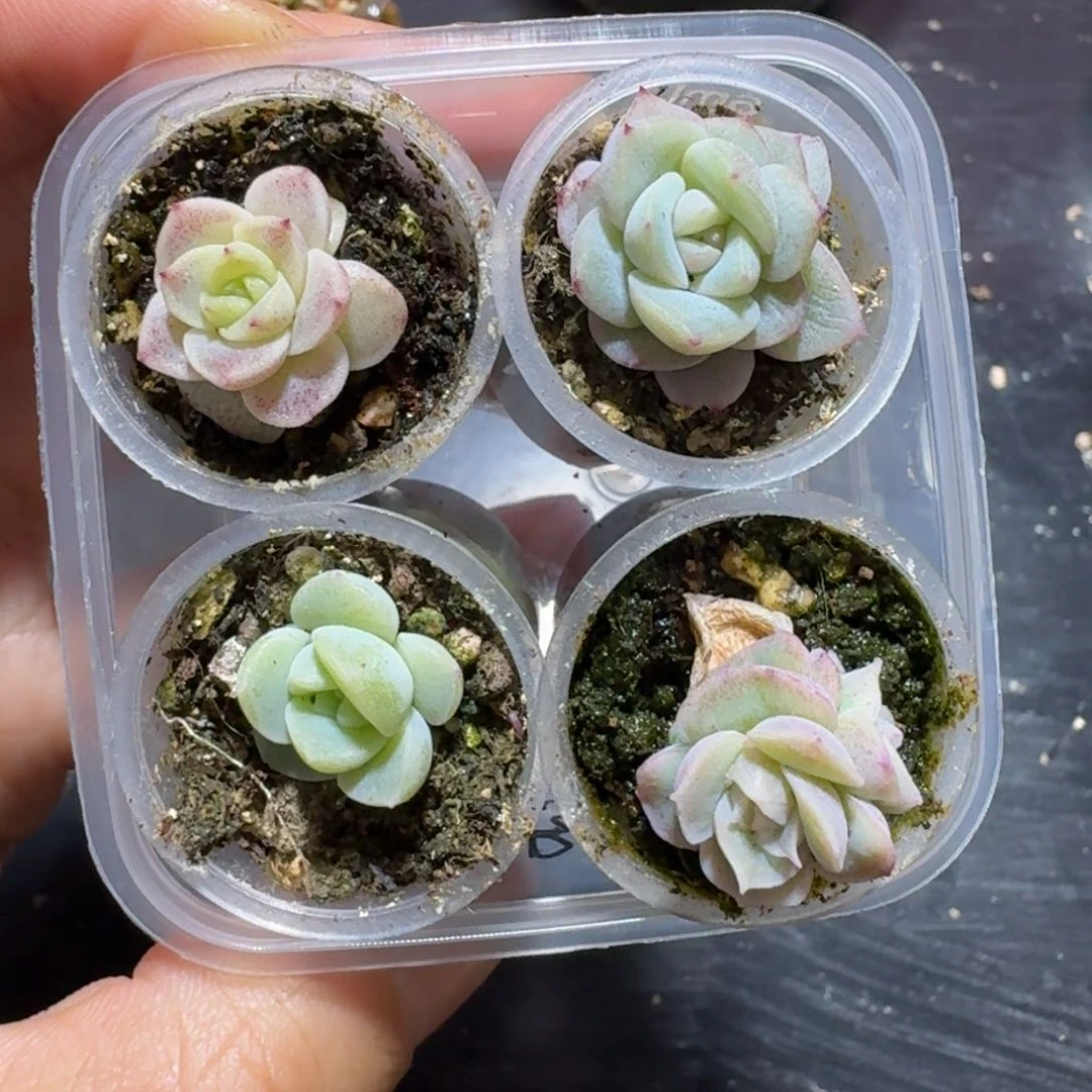 糖心珍妮4颗一组一物一拍2号