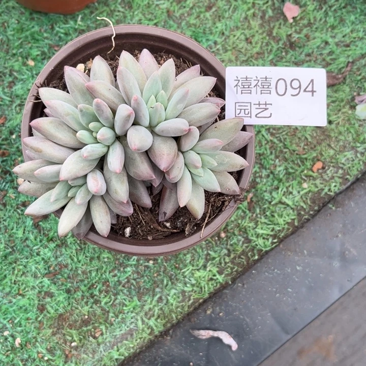 小*094红蜻蜓多肉植物