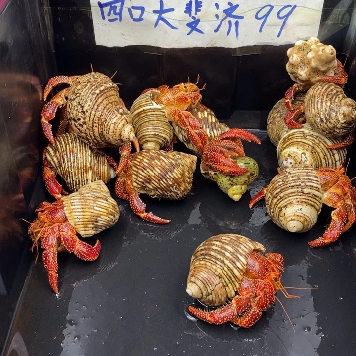999999寄居蟹巨无霸寄居蟹