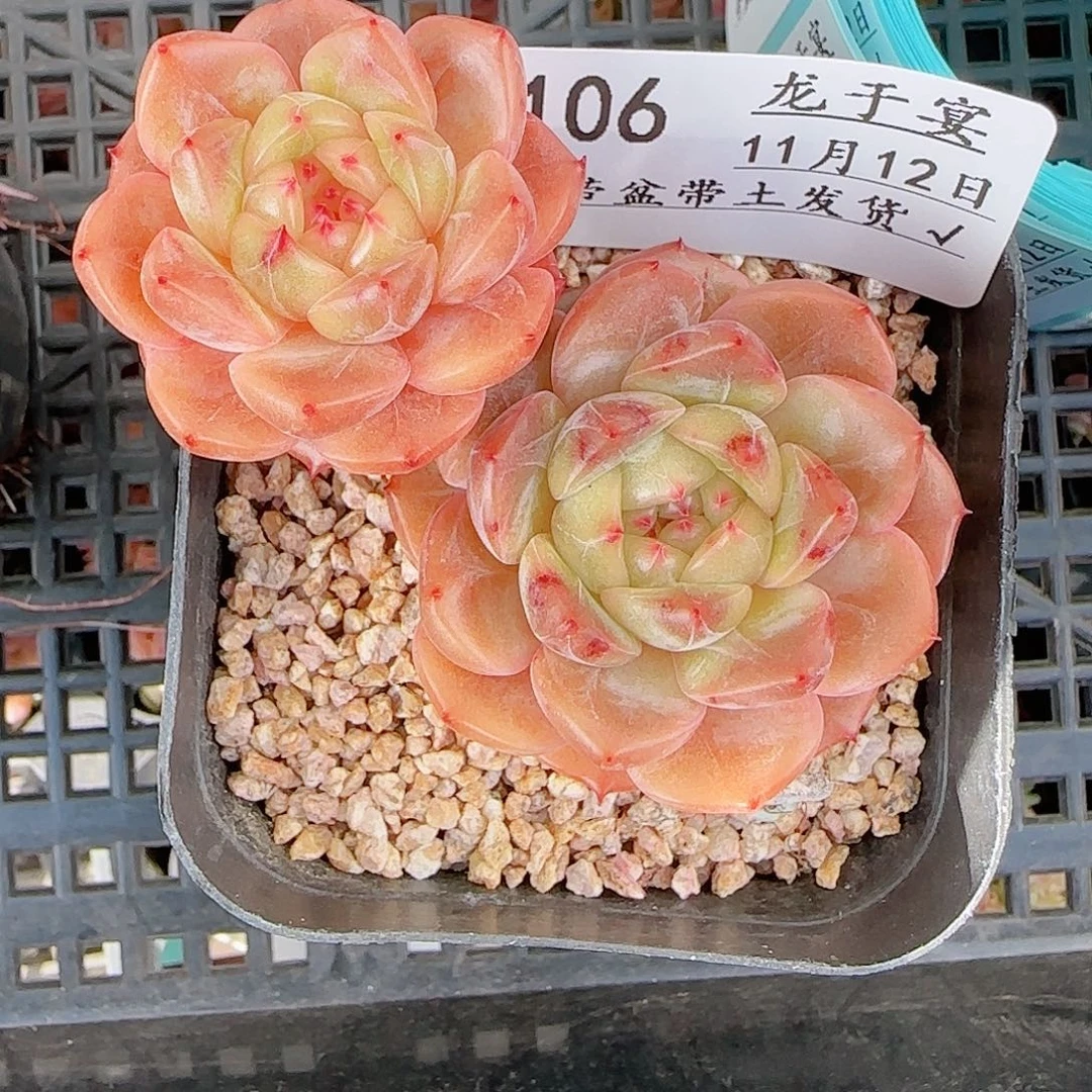 秋***叶1112-----106晴川