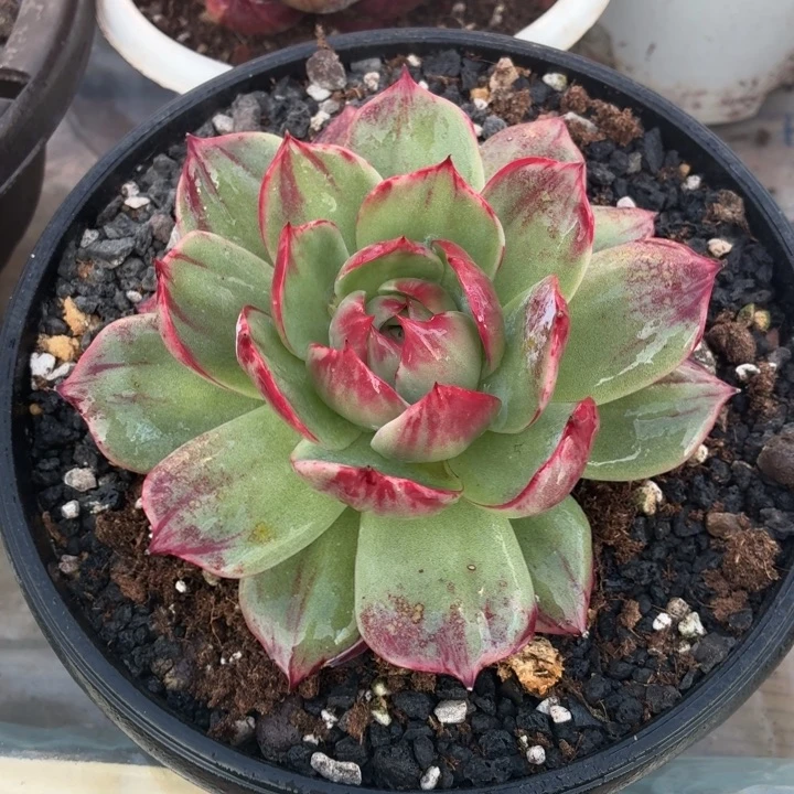 多肉植物惊鸿福利