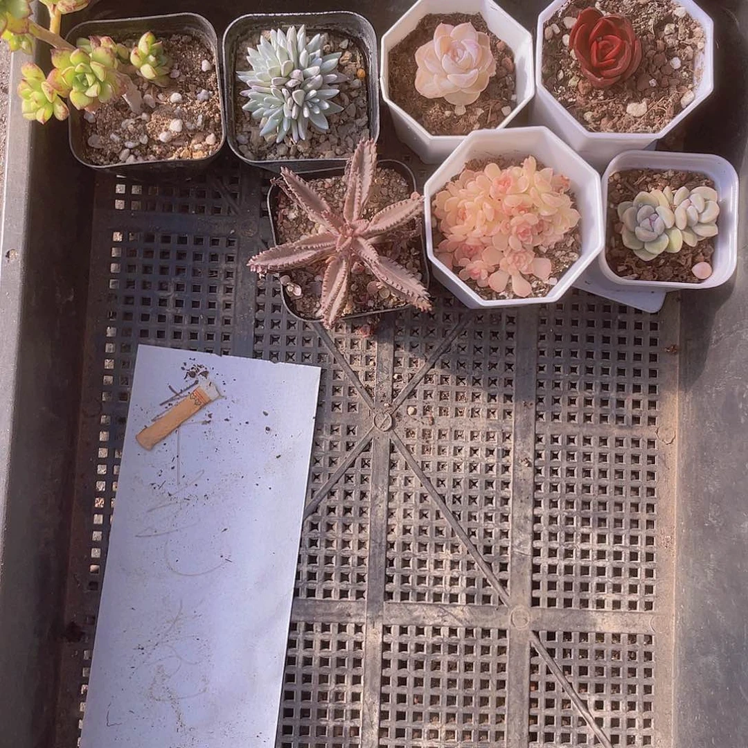 f****卷羊毛卷姐一物一拍多肉