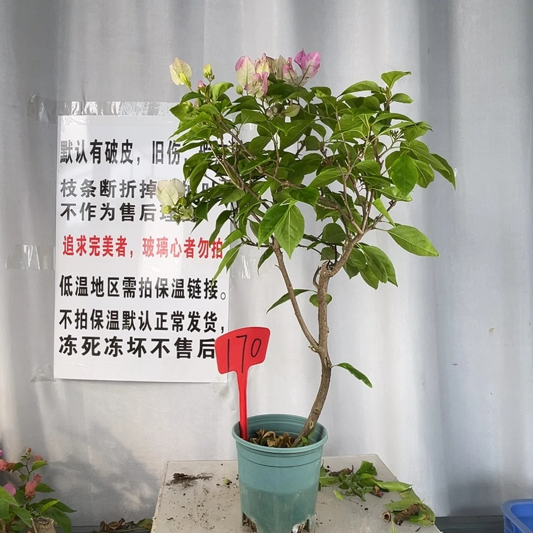 大部分花苞少量开放170口红 有破皮