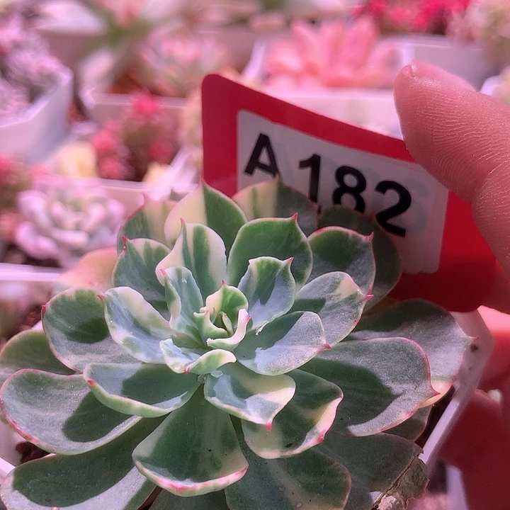 海啸拉丝锦有根有