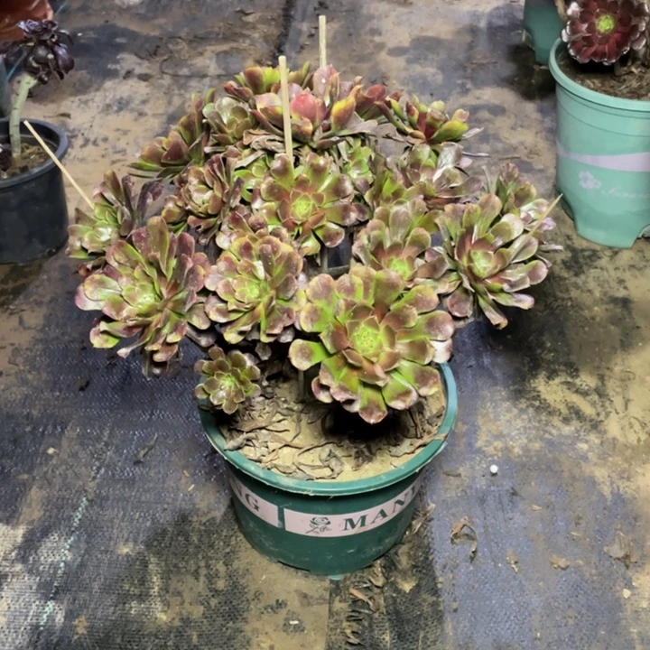 心***e447红铜壶多肉多肉植物