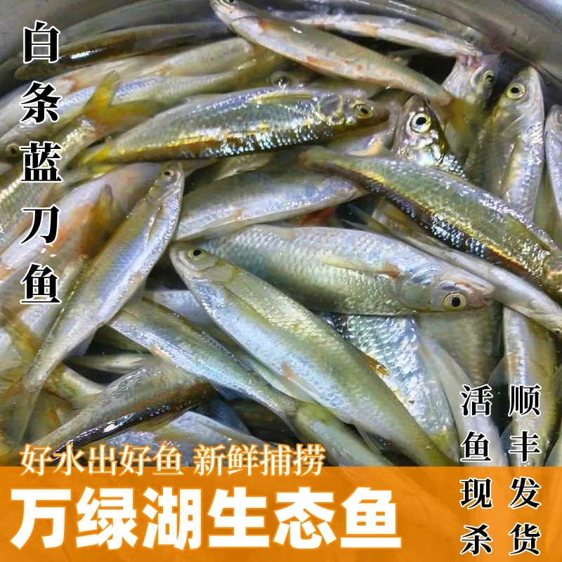 万绿湖蓝刀白条鱼6斤原生态新鲜捕捞鲜活水产宰后净重3000克顺丰