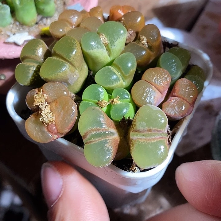 一颗母本双头彩风铃。