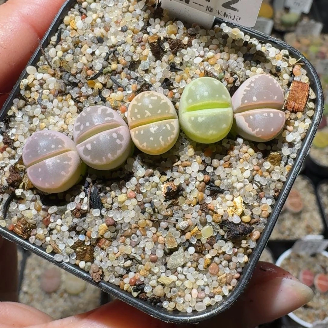 高品质生石花清清1112