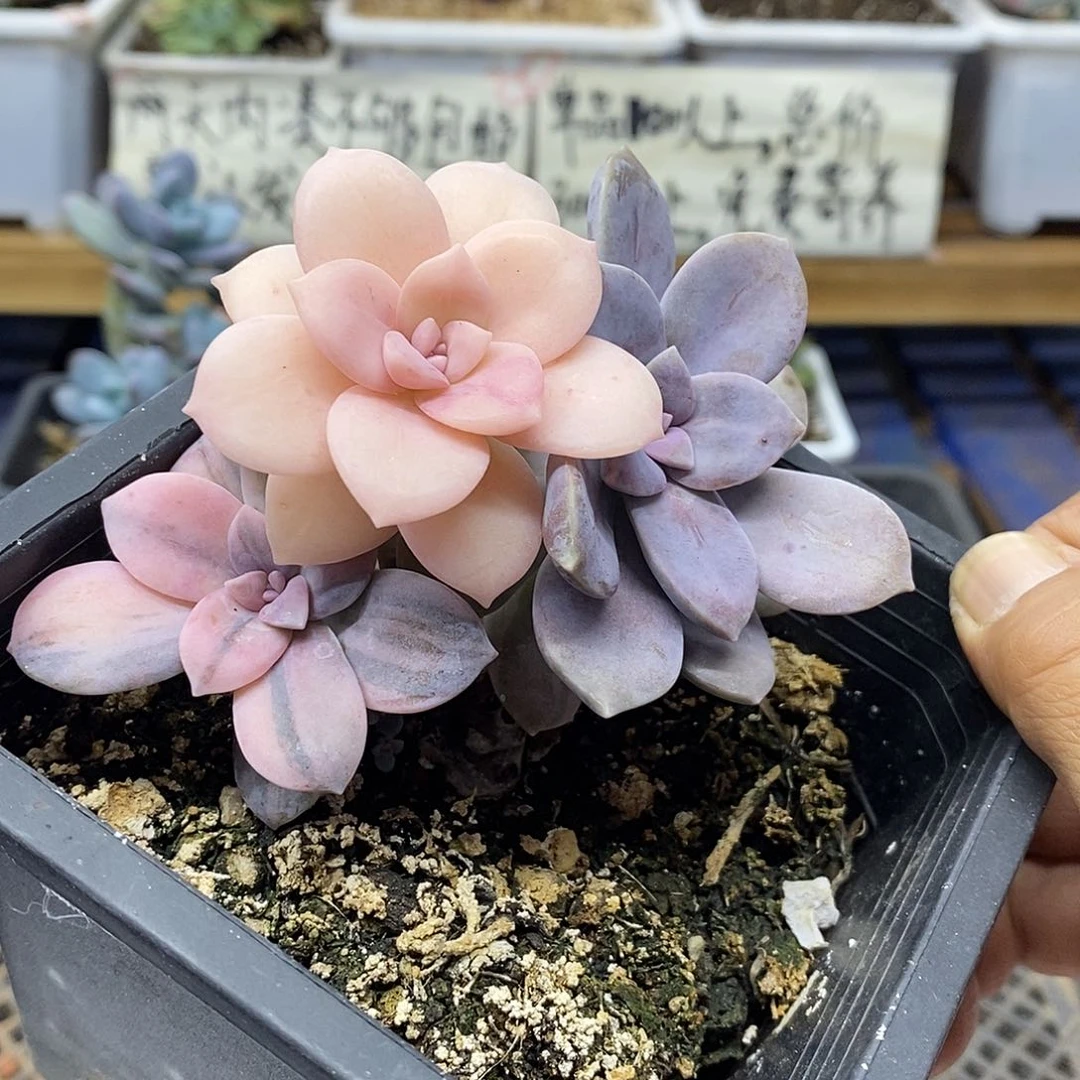 2203 华丽风车花脸锦有砍